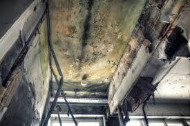 Best Biohazard Mold Removal  in Rochester, NH